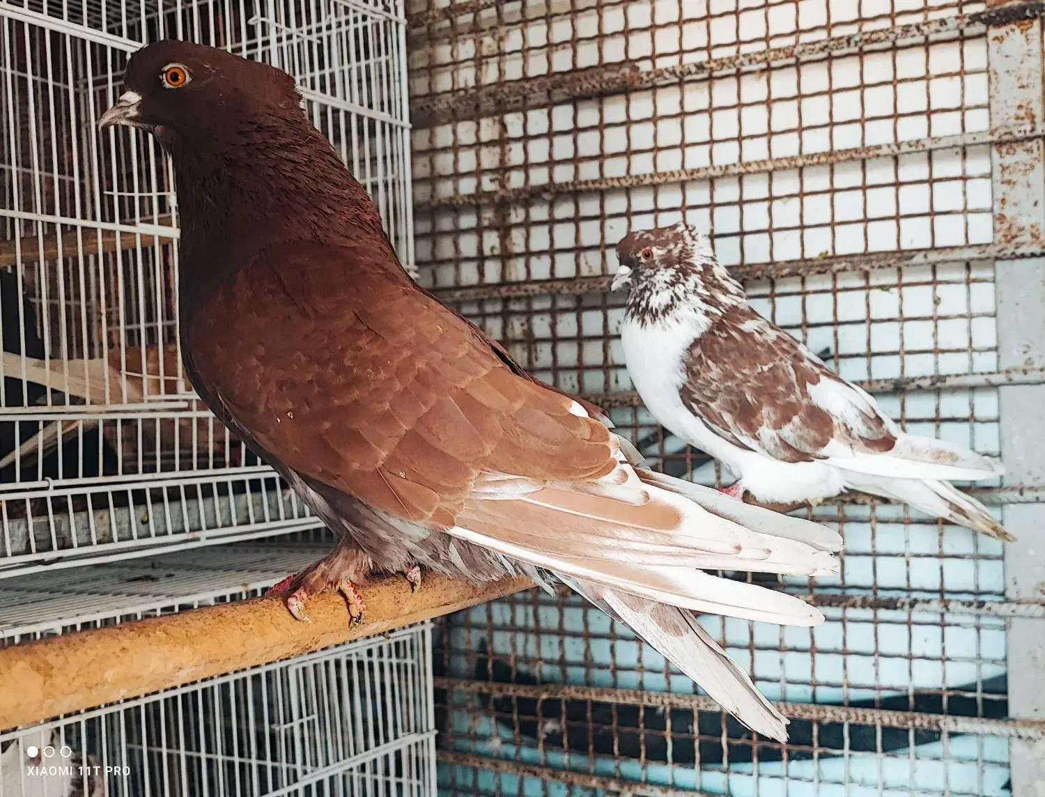 گمشده|حیوانات|بندرعباس, |دیوار