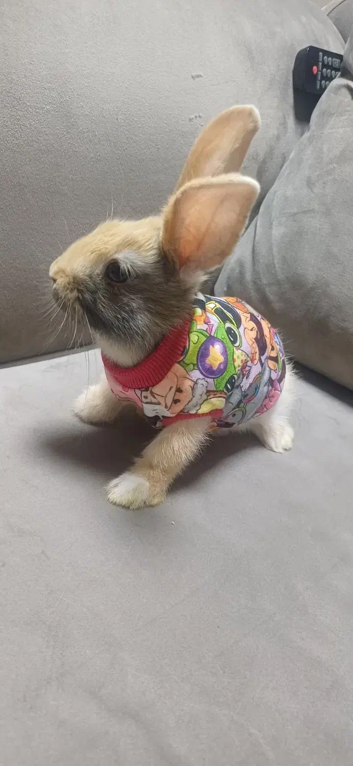 ۲ عدد خرگوش نژاد لپ با تمامی وسایل|موش و خرگوش|محلات, |دیوار