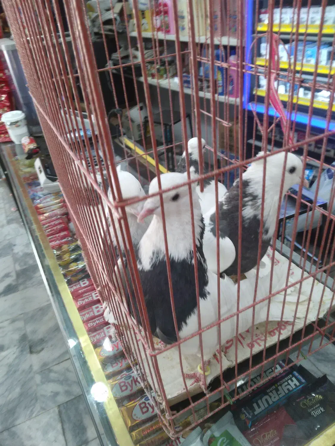 ۵ عدد کفتر طوقی سیاه|پرنده|مشهد, عامل|دیوار