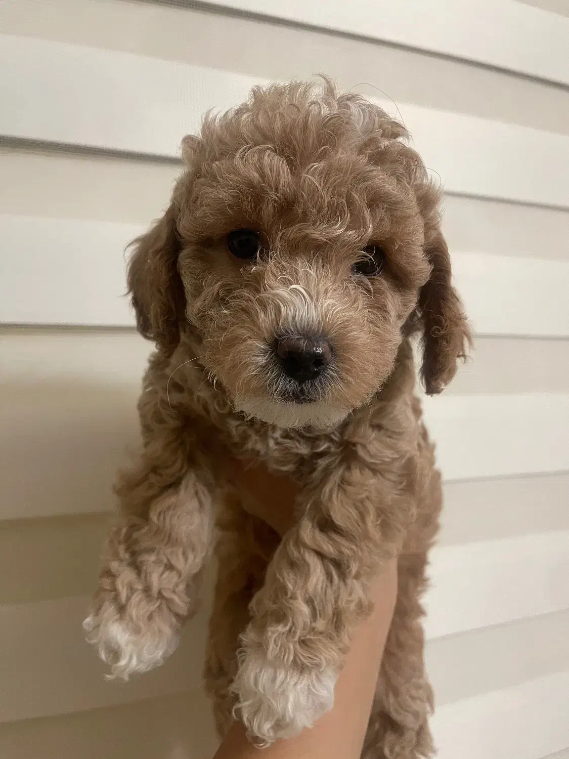 پودل|سگ|مشهد, اقبال|دیوار