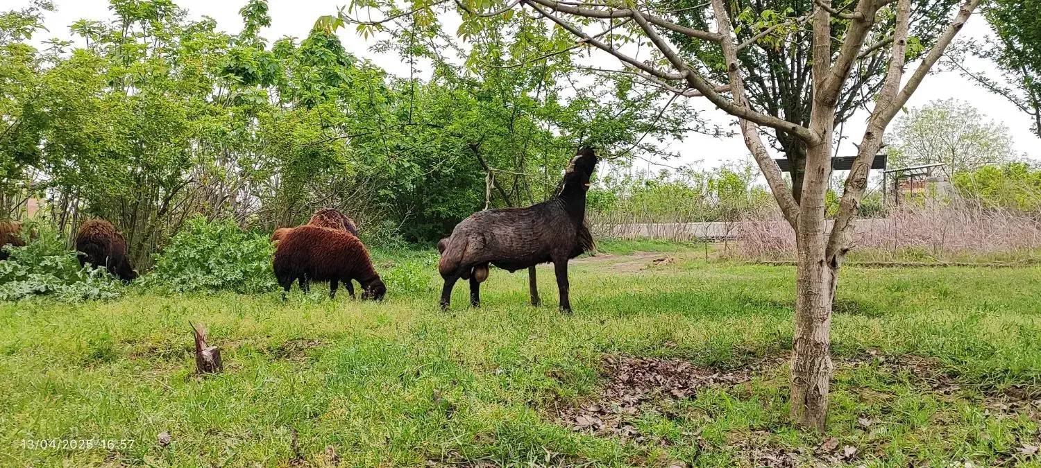 قوچ فول استایل و فول کاربلد( گوسفندبره)|حیوانات مزرعه|گرگان, |دیوار