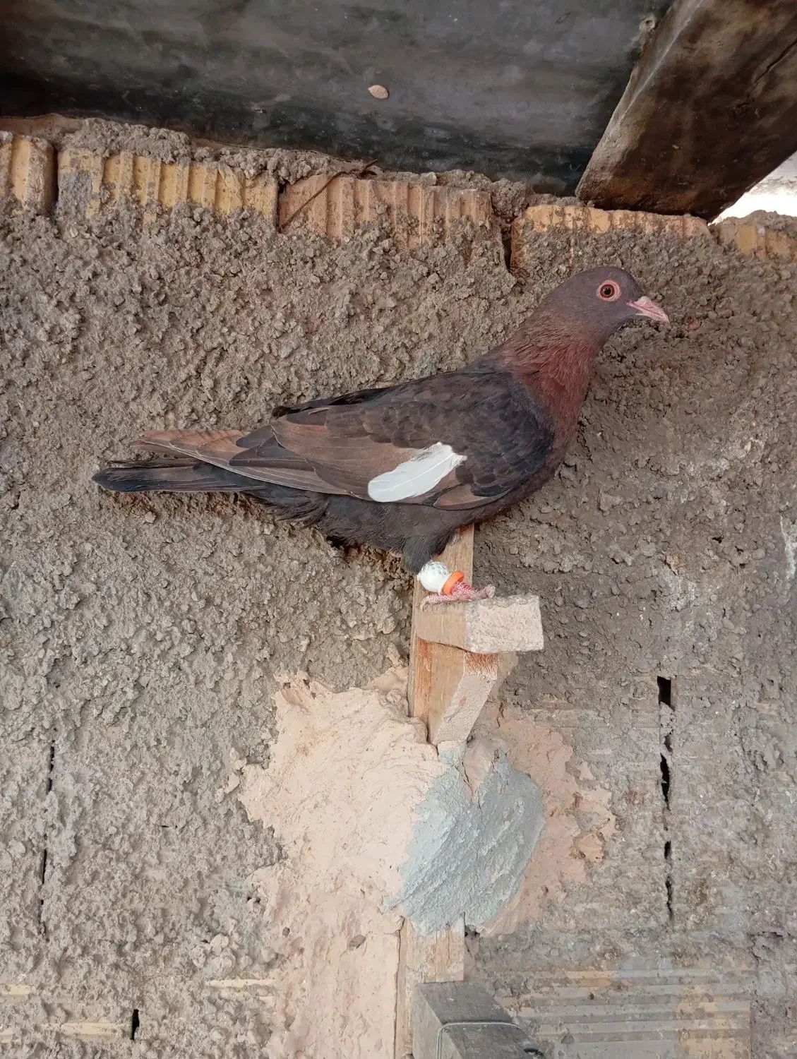 کفترسرک|پرنده|شیراز, کرونی(خاتونک)|دیوار