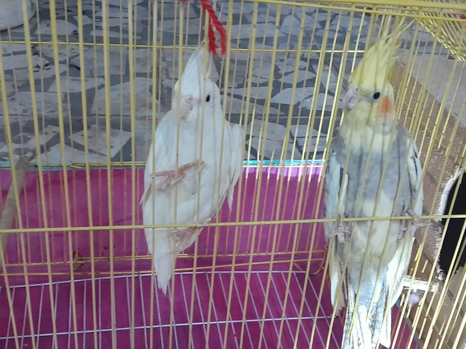 طوطی عروس|پرنده|شوشتر, |دیوار