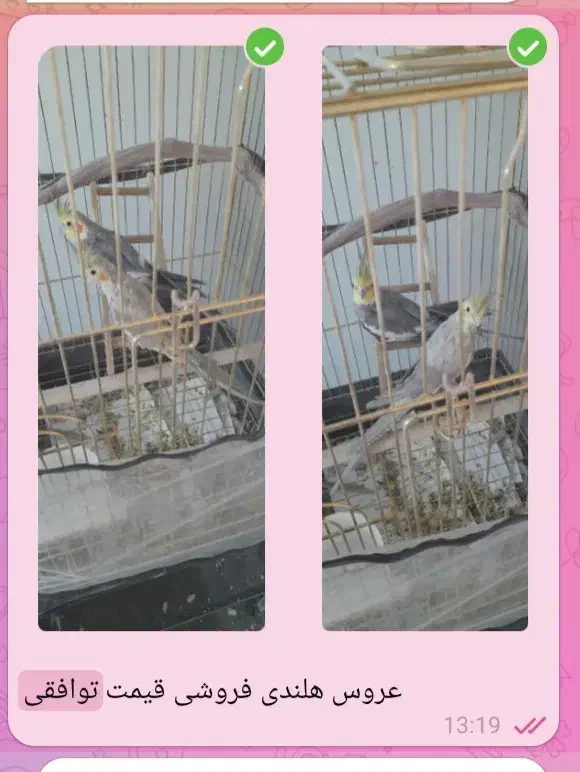 فروش عروس هلندی ۲ساله|پرنده|کبودرآهنگ, |دیوار