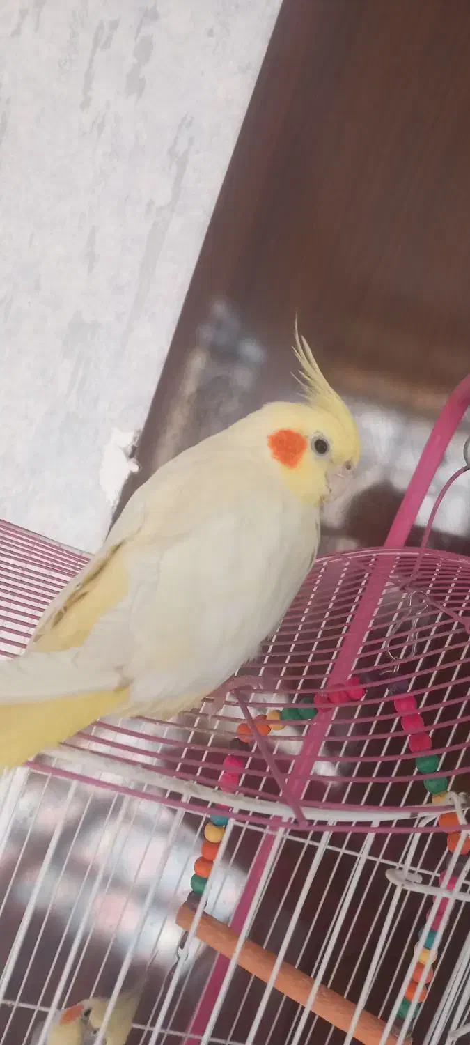 عروس هلندی|پرنده|زبرخان, |دیوار