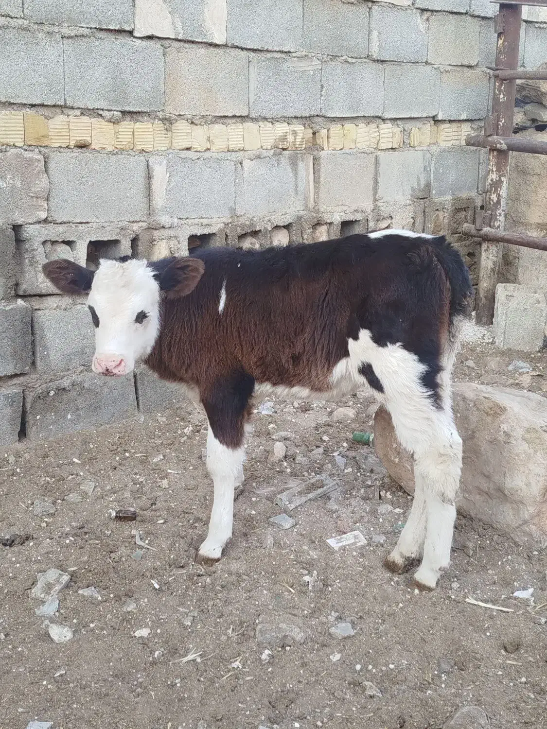 گوساله ماده سیمنتال|حیوانات مزرعه|شیراز, جمال آباد|دیوار