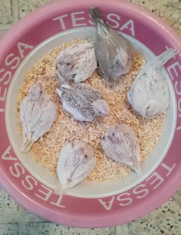 عروس هلندی سرلاکی و تازه دون خور آلبینو لوتینو...|پرنده|قم, نوبهار|دیوار