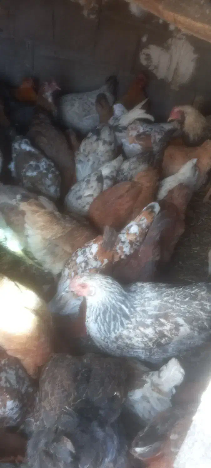 مرغ و خروس گلین|حیوانات مزرعه|ازنا, |دیوار