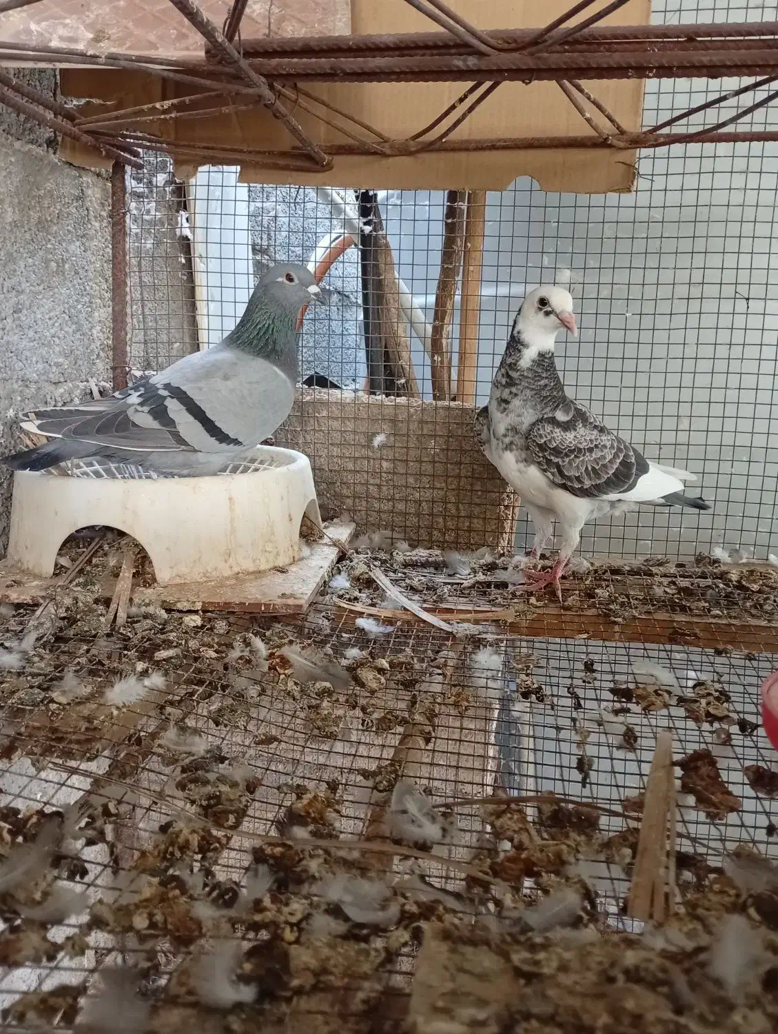 کبوتر|پرنده|آبپخش, |دیوار