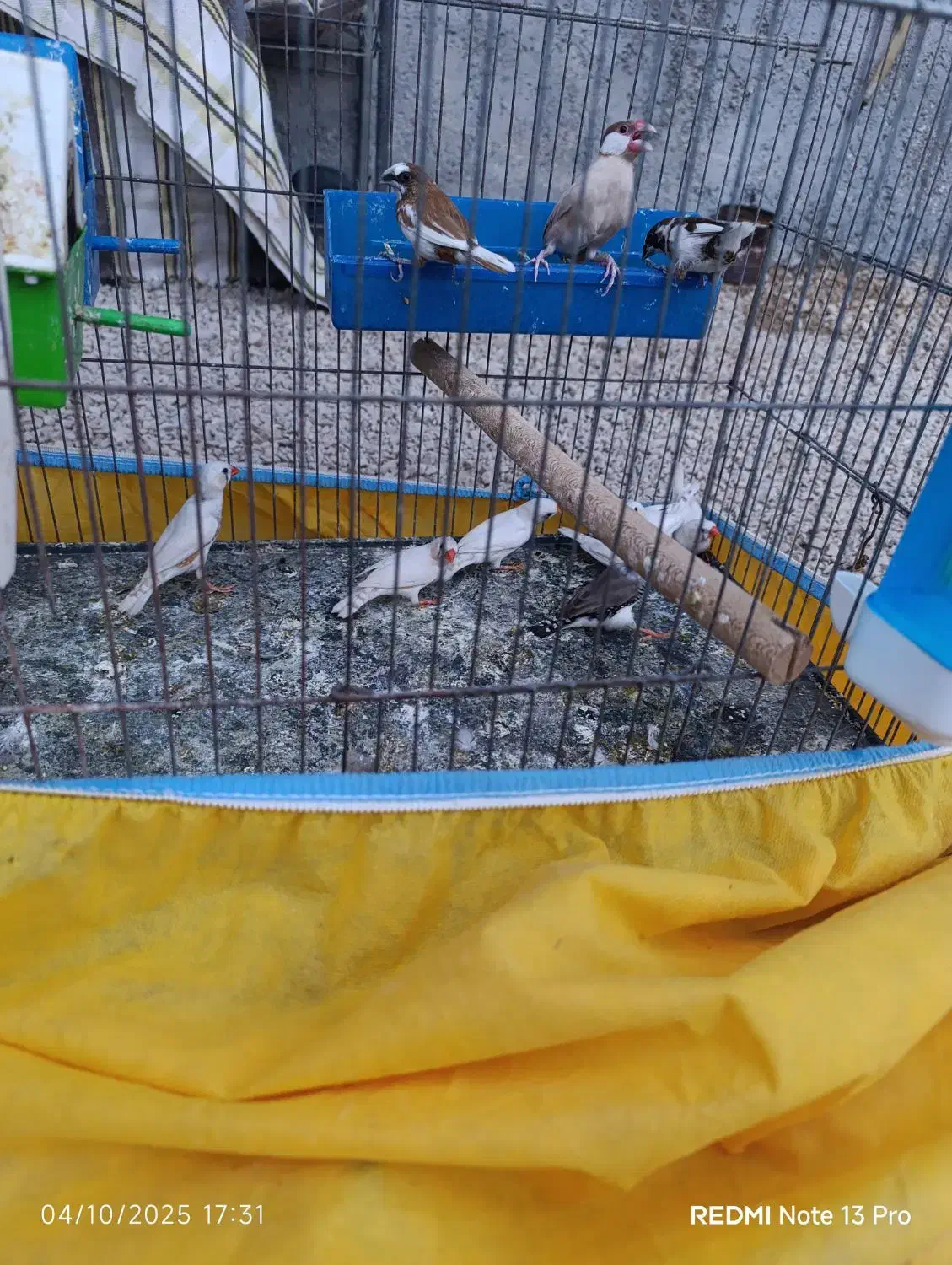 9عدد فنچ نروماده روی هم لپ سیاه بنگالی زبرا|پرنده|بوشهر, |دیوار