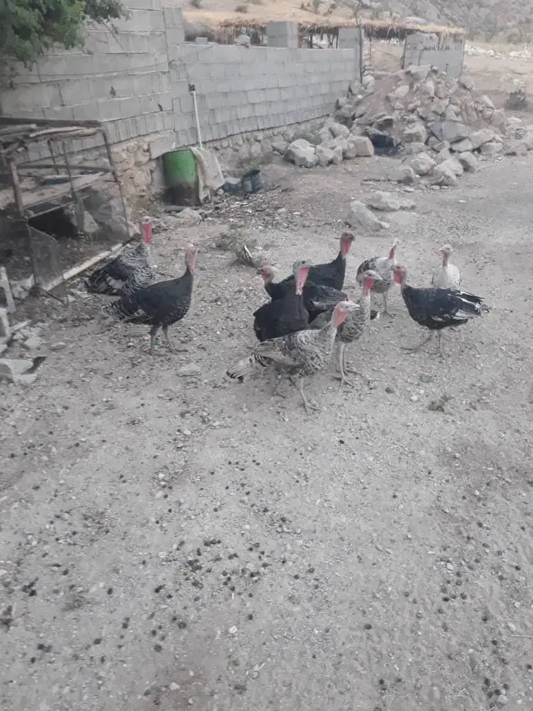 فروش بوقلمون نر و ماده|حیوانات مزرعه|رستم, |دیوار