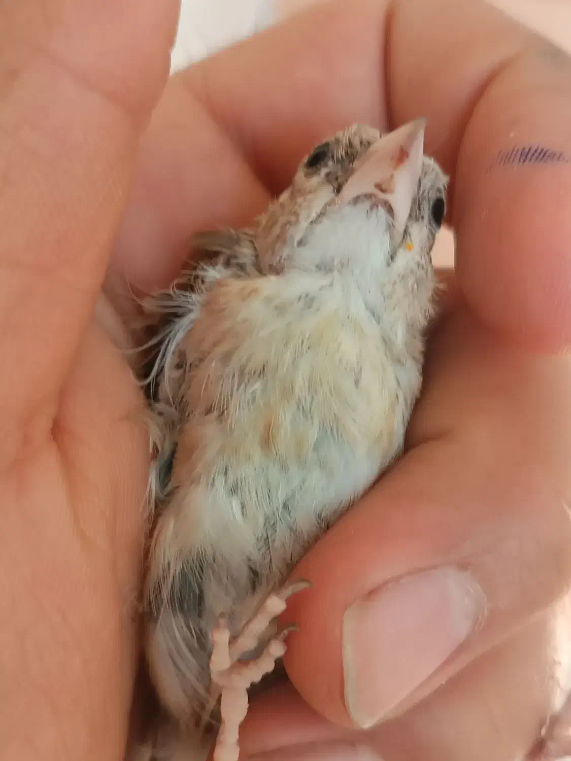 سهره جوجه چونه سفید|پرنده|محمدشهر, شهرک پیام (مهرالبرز)|دیوار