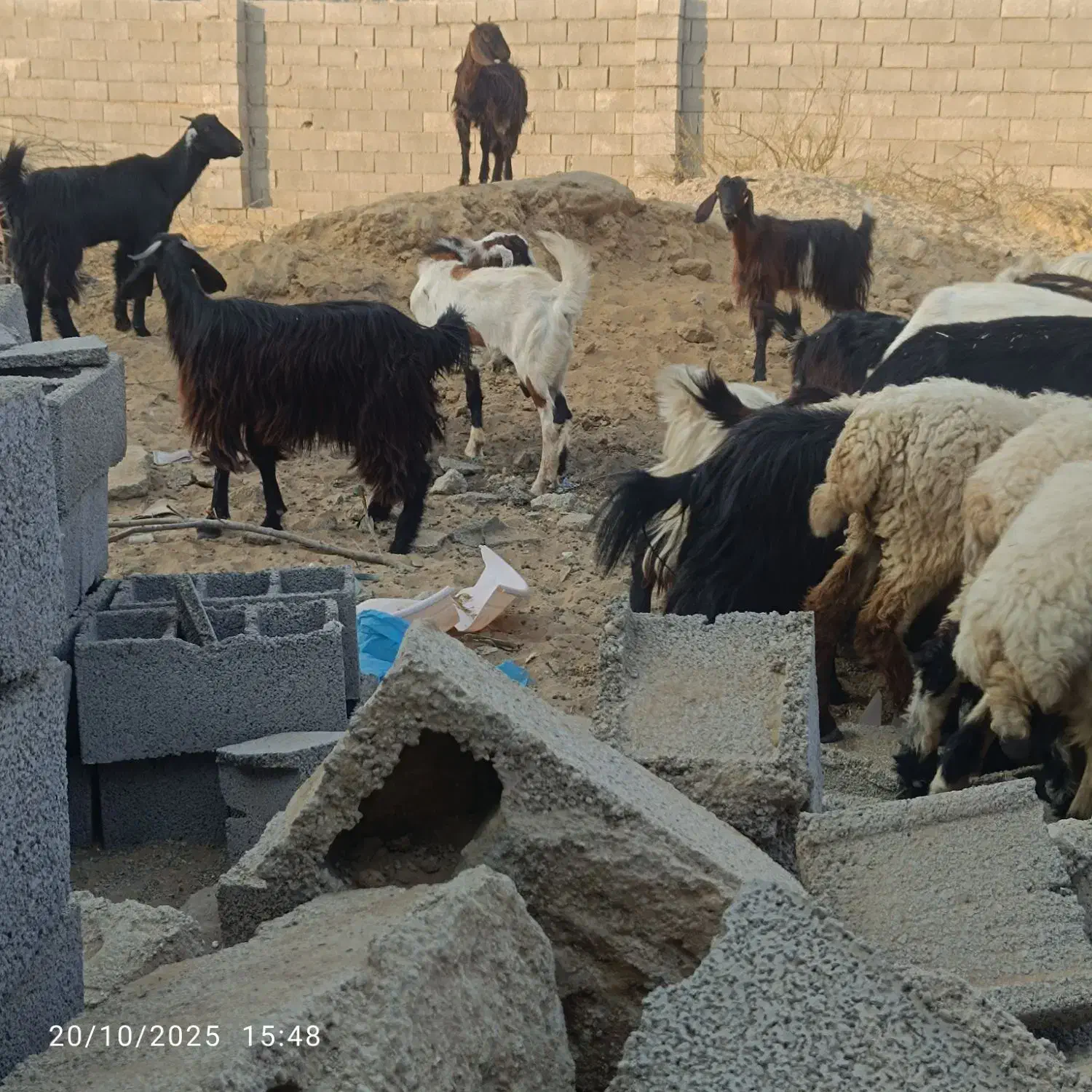 فروش فوری بز کوهی|حیوانات مزرعه|چابهار, |دیوار