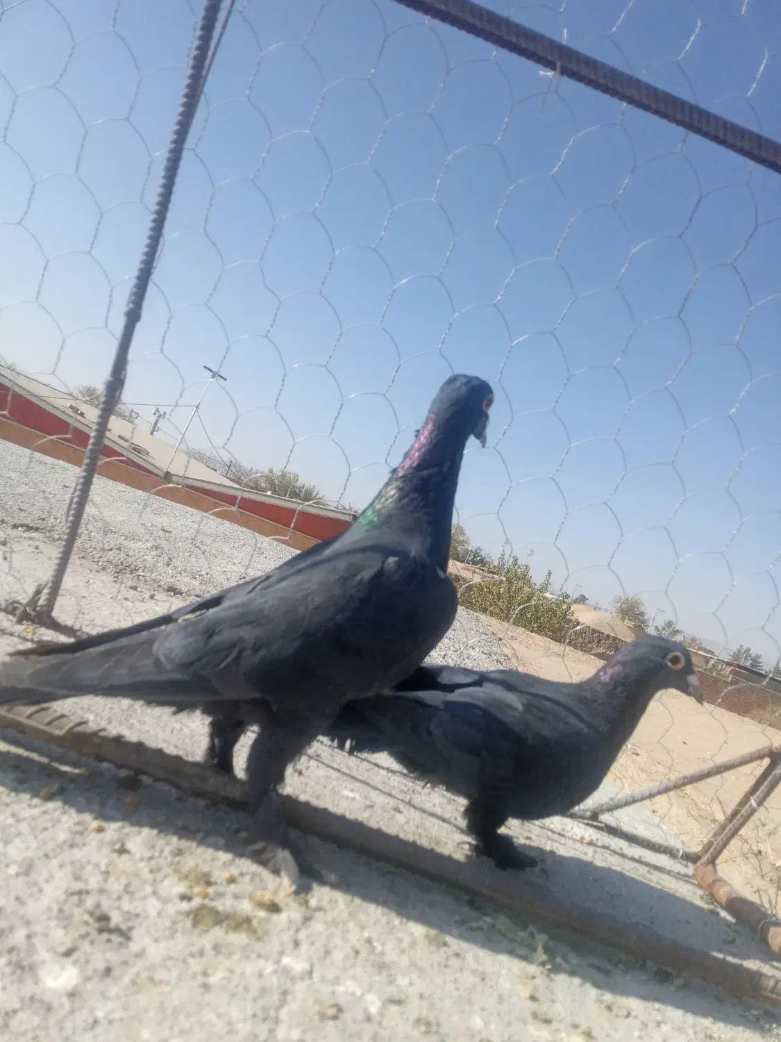 دوعدده کبوتر جونگ|پرنده|یزدان شهر, |دیوار