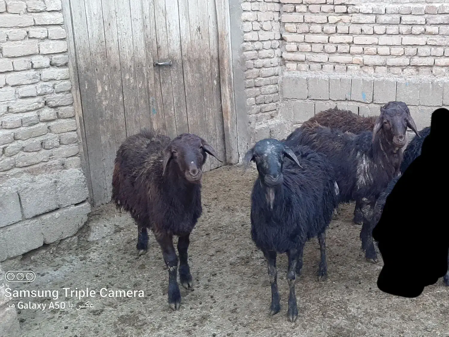 بره نر|حیوانات مزرعه|میاندوآب, |دیوار