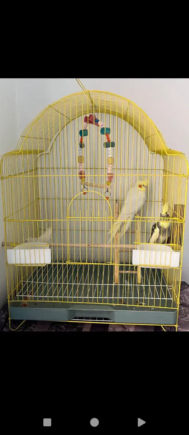 پرنده|پرنده|ماکو, |دیوار