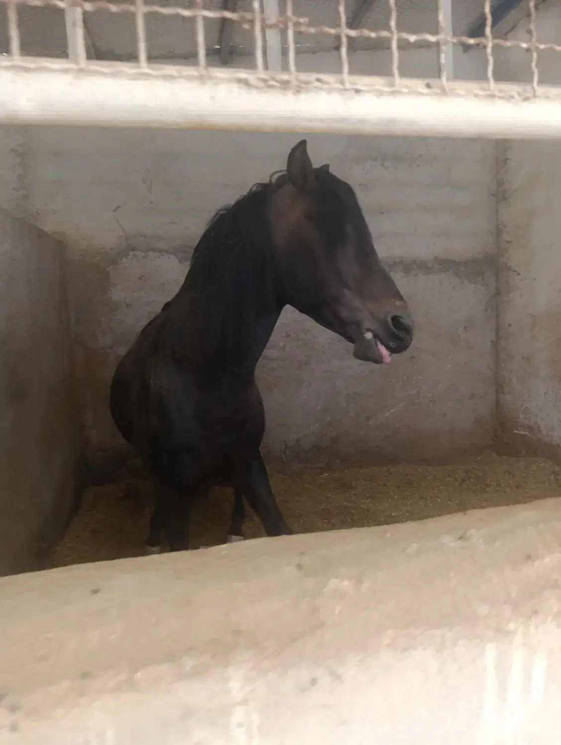 اسب عرب|اسب و تجهیزات اسب‌سواری|طالقان, |دیوار