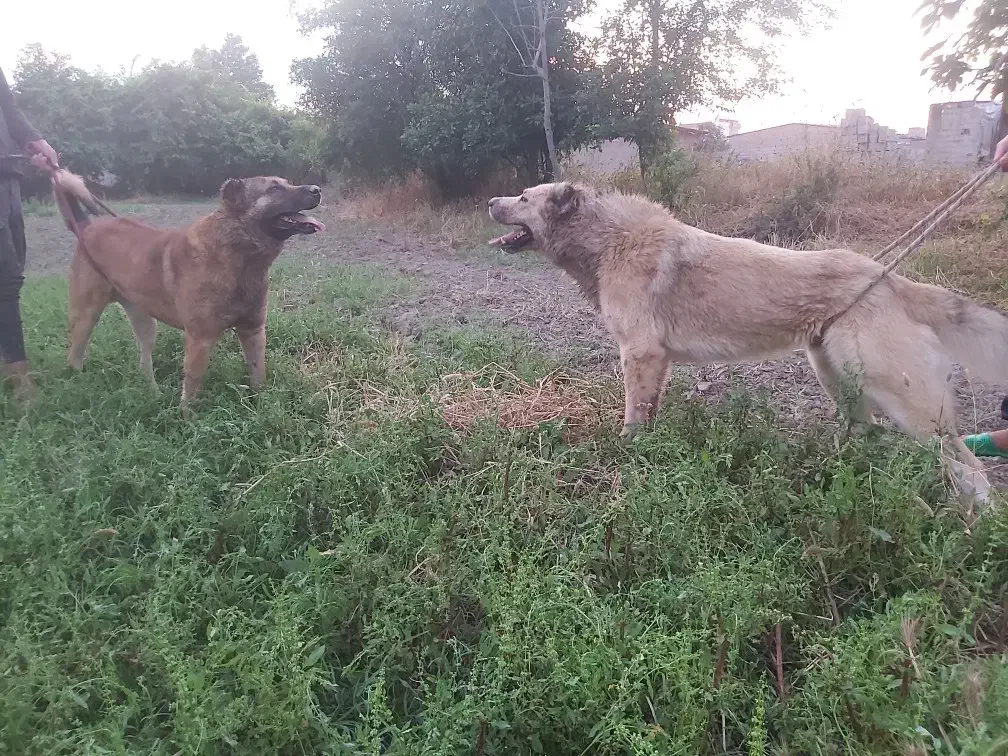 سگ سرابی|سگ|سرخنکلاته, |دیوار