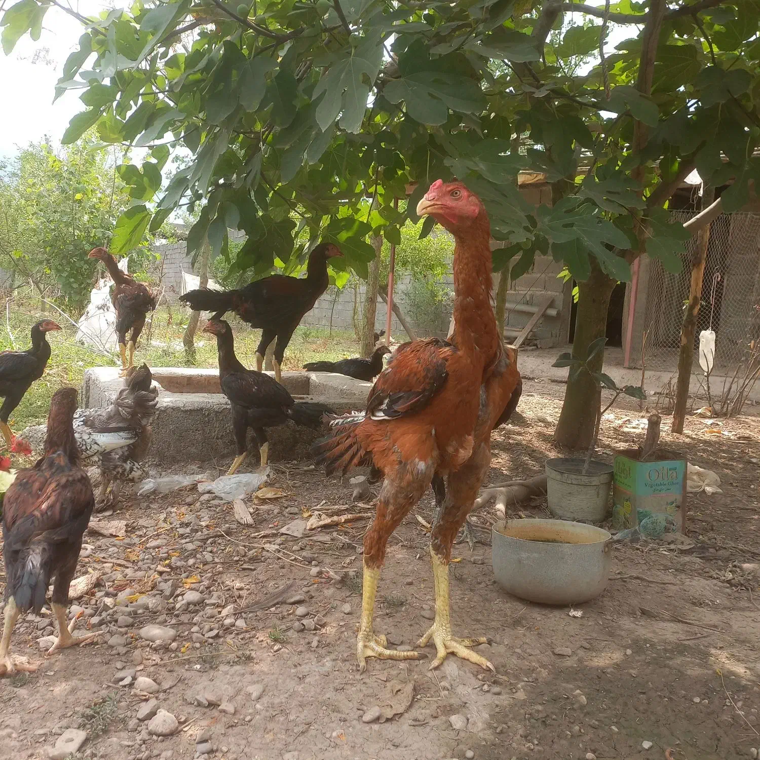 تخم مرغ لاری اصیل|حیوانات مزرعه|رشت, منظریه|دیوار