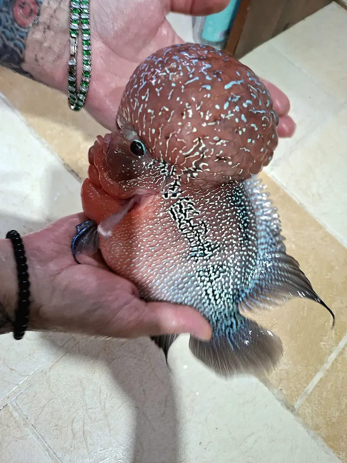 فلاورن هورن شرت بادی غول|ماهی|شیراز, گویم|دیوار