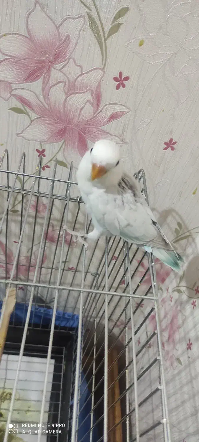 طوطی برزیلی جوجه مارال عروسکی|پرنده|اهواز, کوی باهنر|دیوار