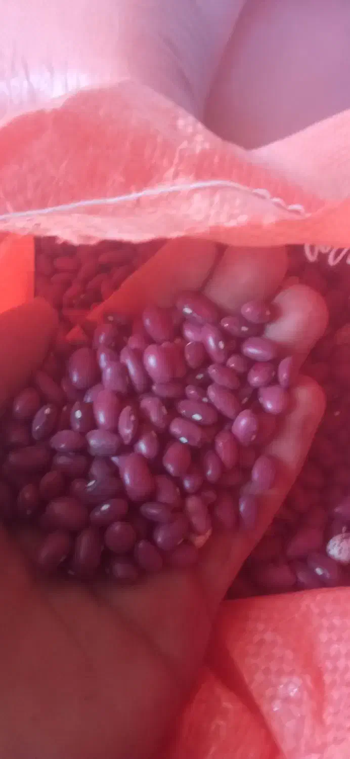 لوبیا قرمز|خوردنی و آشامیدنی|زنجان, |دیوار