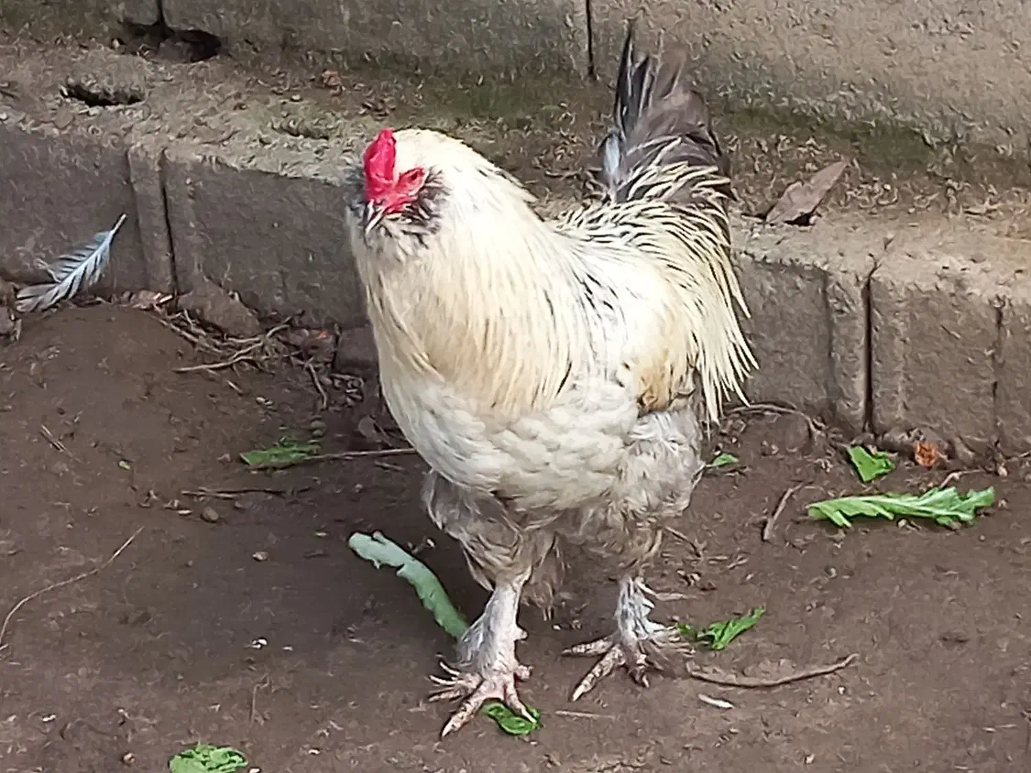 تخم نطفه دار پاپر ریشو کاکلی|حیوانات مزرعه|رشت, پسیخان|دیوار