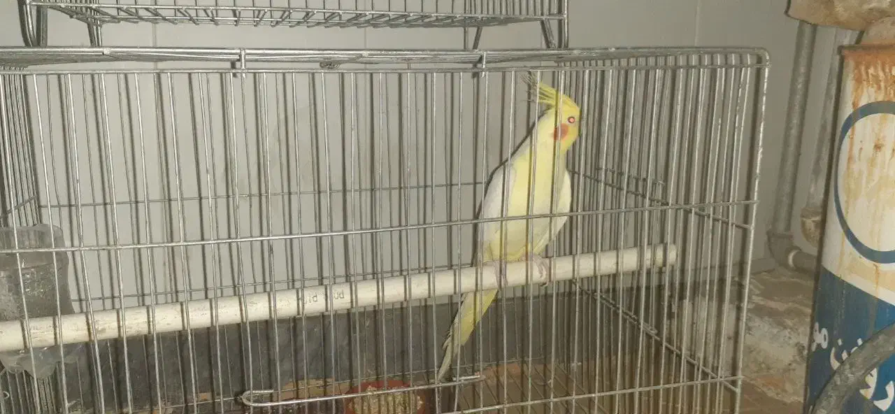 واگذاری عروس هلندی|پرنده|زبرخان, |دیوار