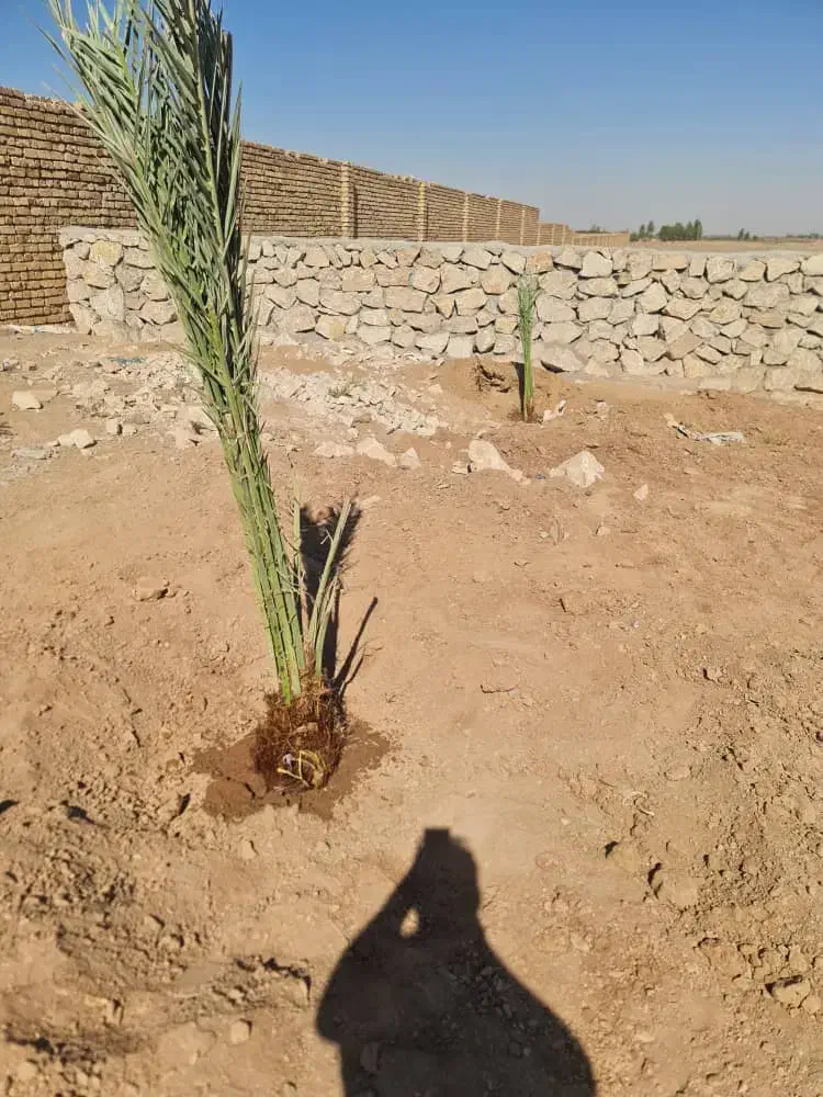 فاروش پاجوش ازآبادان خ و زس ت ان|خدمات باغبانی و درختکاری|برازجان, |دیوار