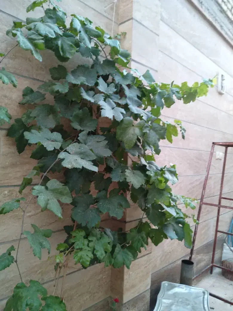 باغبانی|خدمات باغبانی و درختکاری|نجف‌آباد, مجاهد شمالی|دیوار