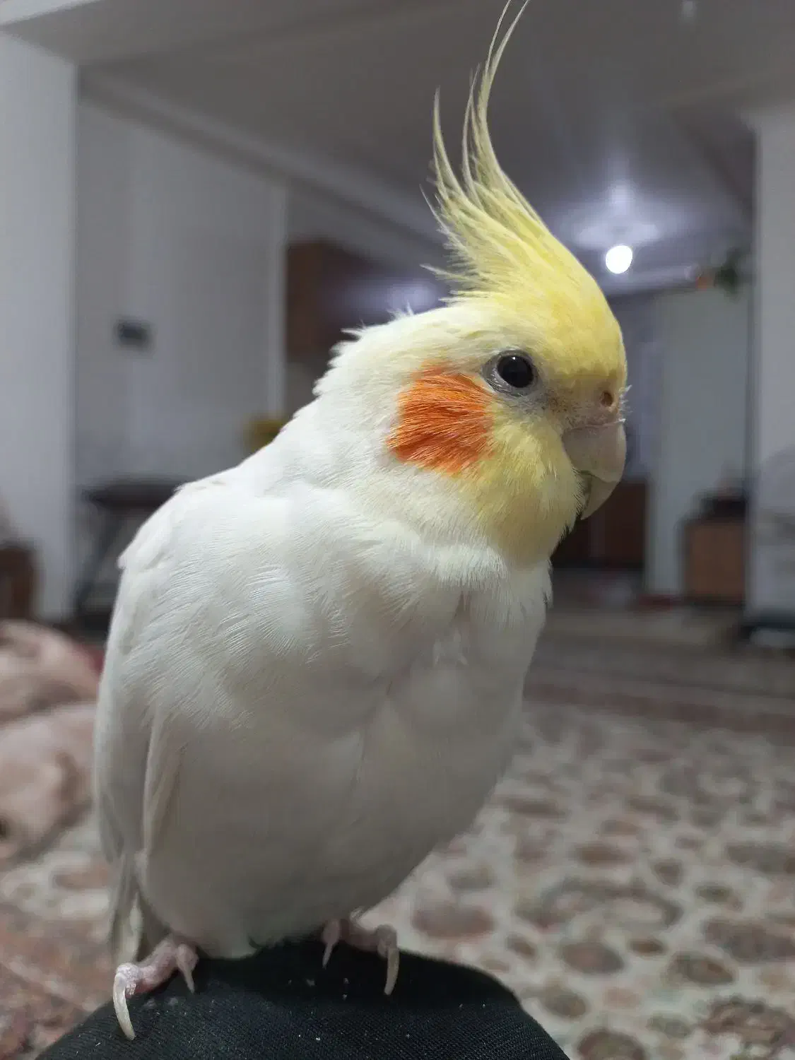 عروس هلندی نر|پرنده|ساری, |دیوار