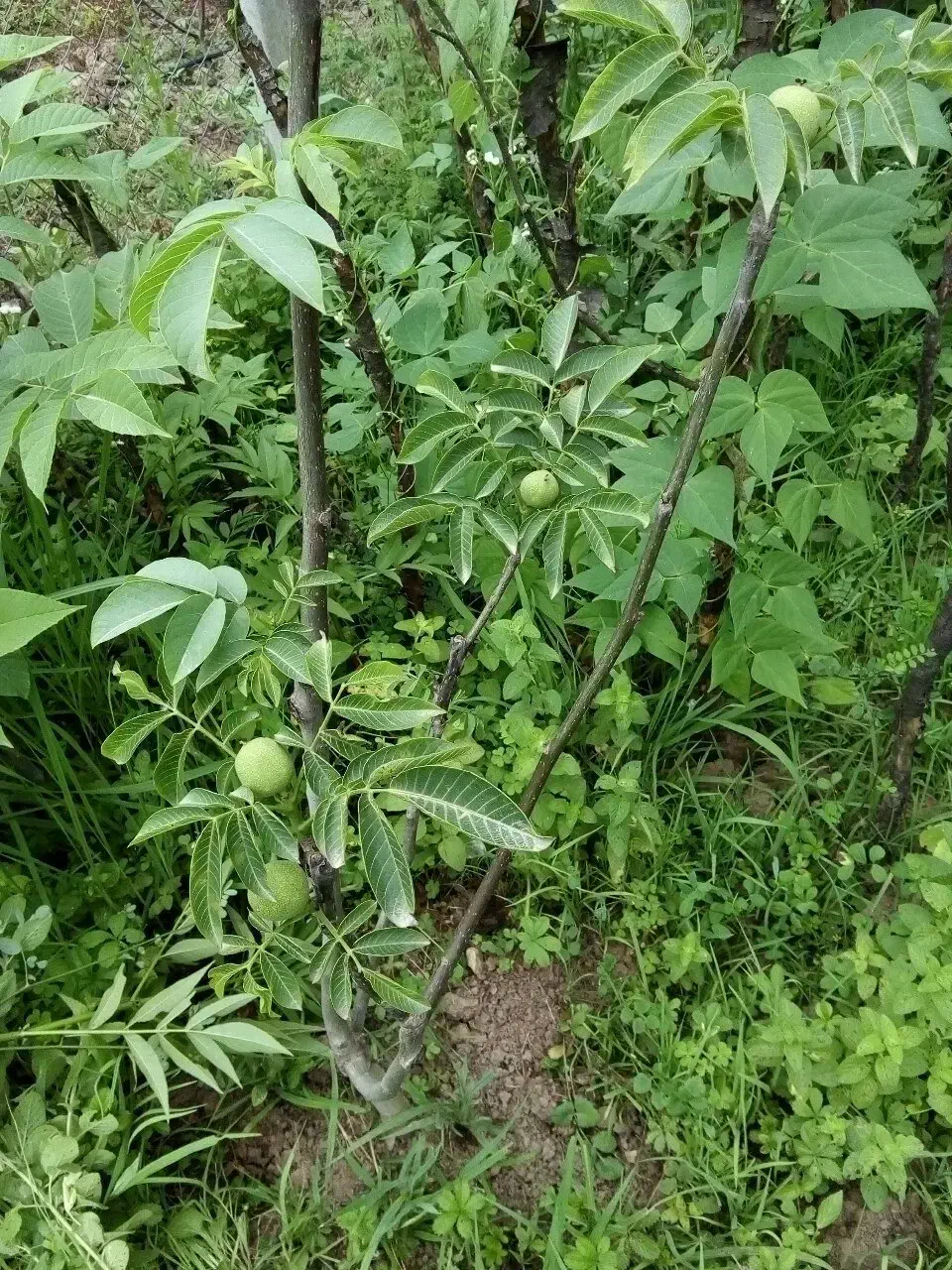 نهال گردو ژنوتیپ برتر|خدمات باغبانی و درختکاری|رشت, آب آسیاب|دیوار