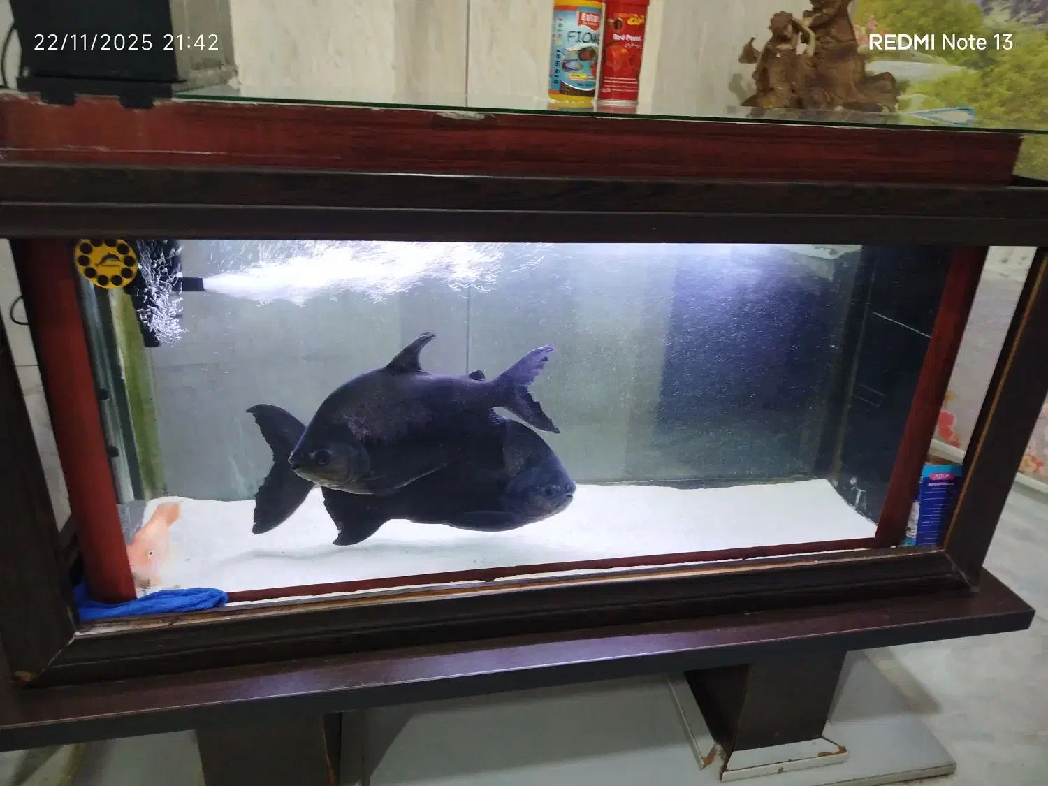 ماهی آکواریومی|ماهی|اردبیل, |دیوار