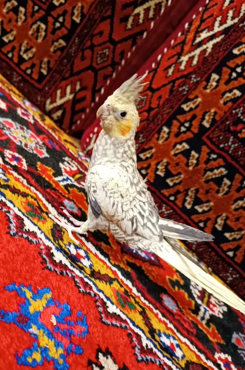 عروس هلندی مینیاتوری نر|پرنده|تبریز, |دیوار