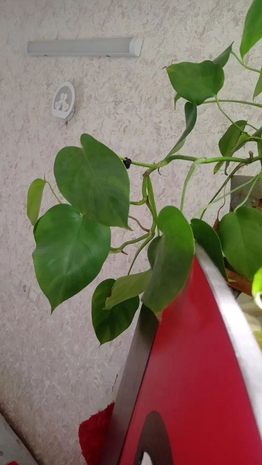 گل برگ انجیری فقط ۵۰|گل و گیاه طبیعی|فولادشهر, C3|دیوار