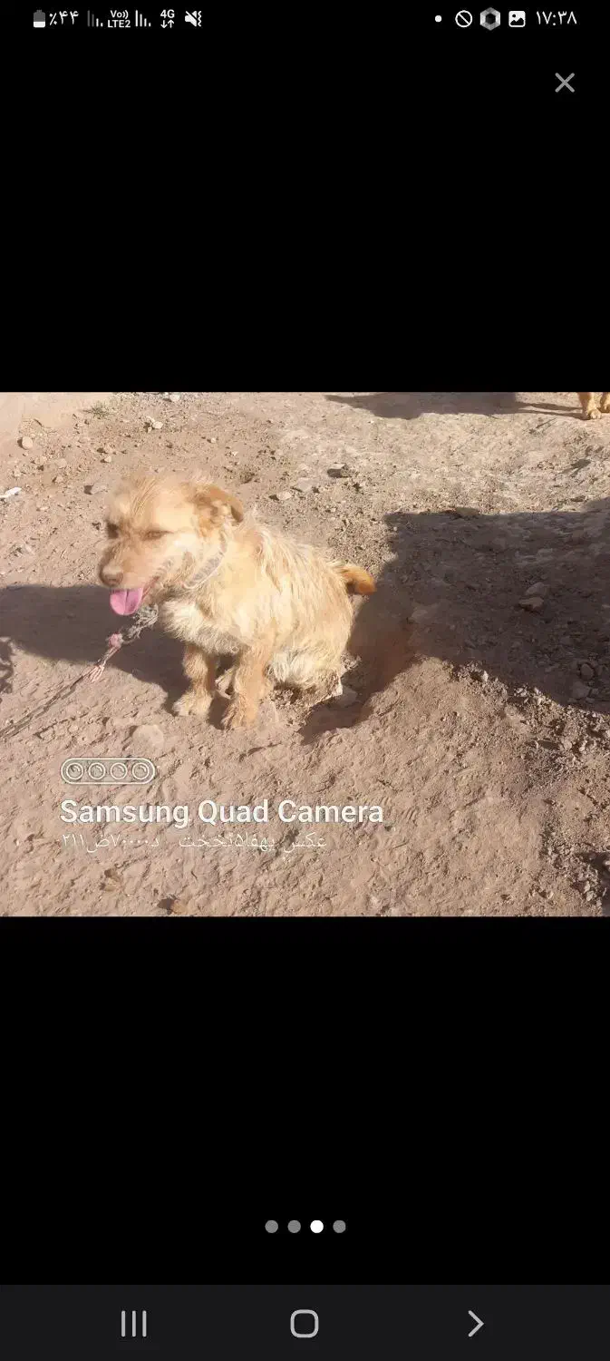 پاپی گمشده|سگ|بوژگان, |دیوار