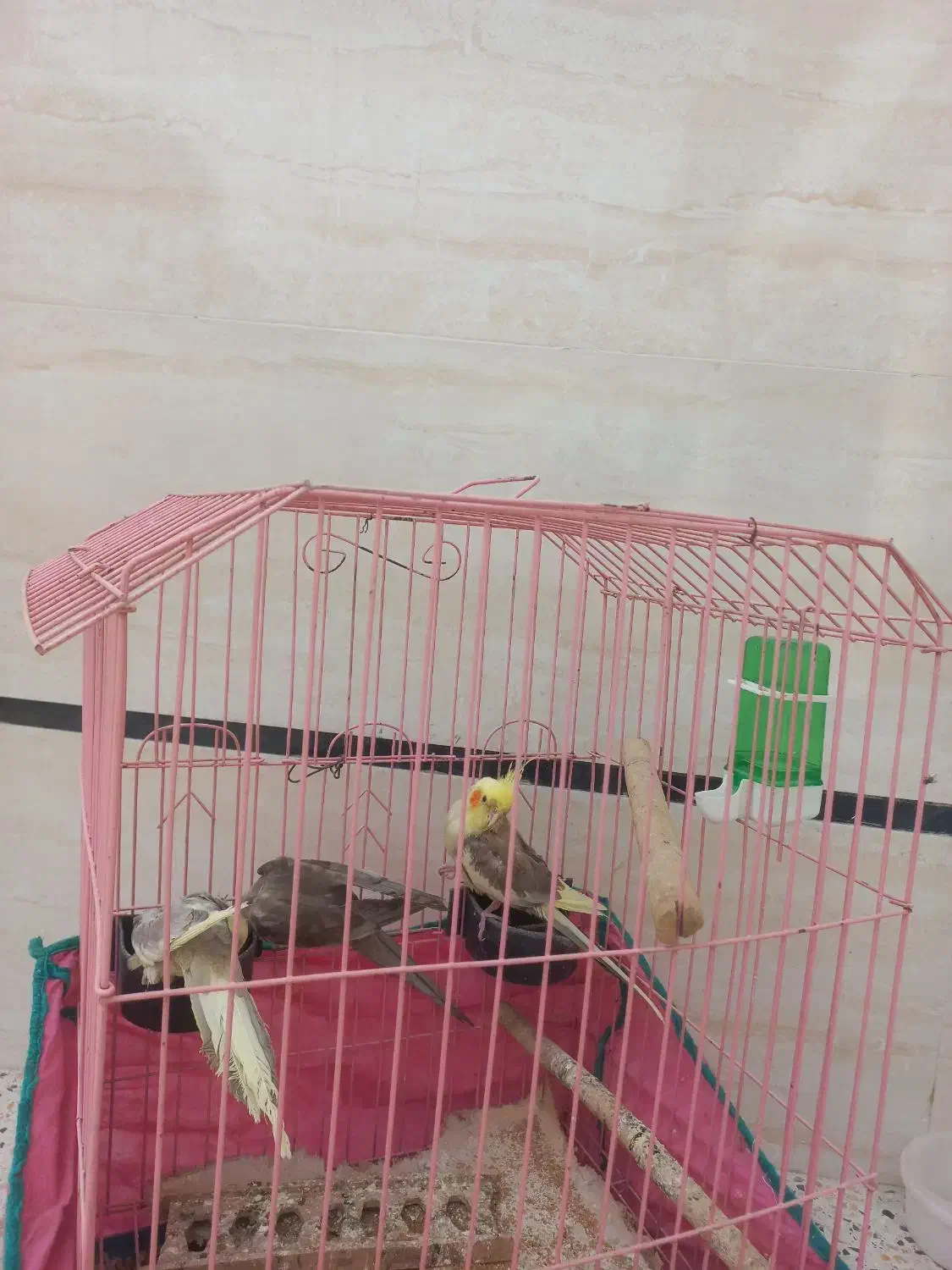 سه عدد عروس هلندی با قفس و آبخوری و دونخور|پرنده|خمینیشهر, |دیوار