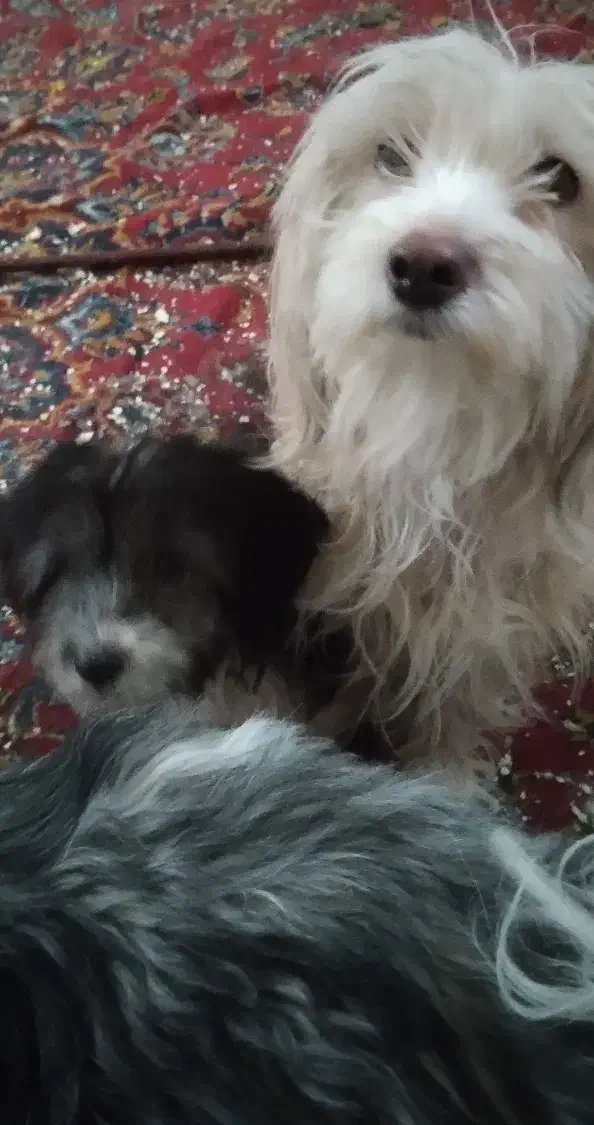 واگذاری میشه|سگ|میانه, |دیوار