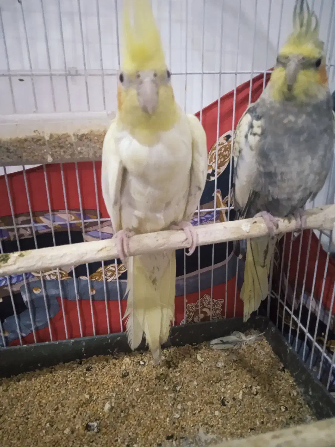 عروس هلندی|پرنده|هشترود, |دیوار