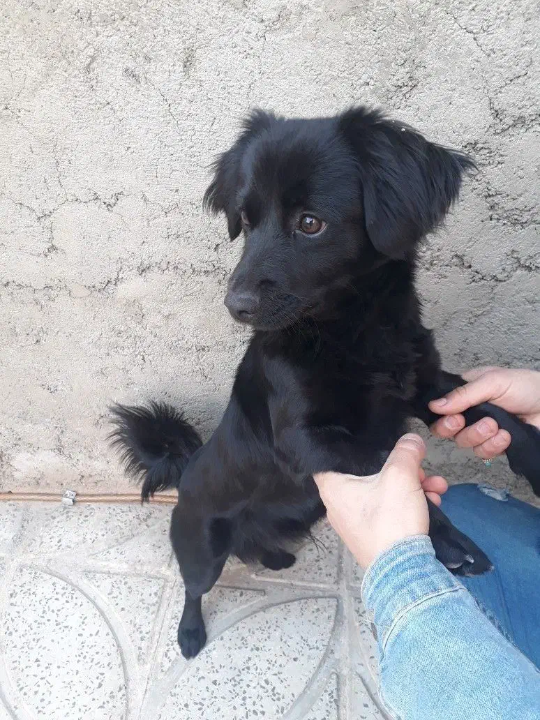 مژدگانی|حیوانات|محمدیه-قزوین, |دیوار