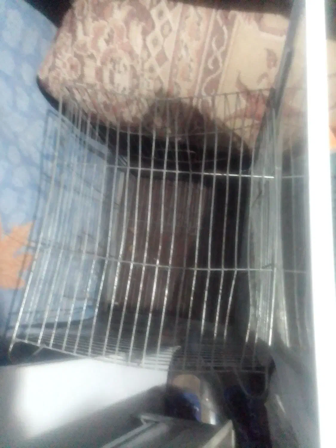 رینگ قفس میله بارفیکس باند|تجهیزات ورزشی|گلبهار, شهر جدید گلبهار|دیوار