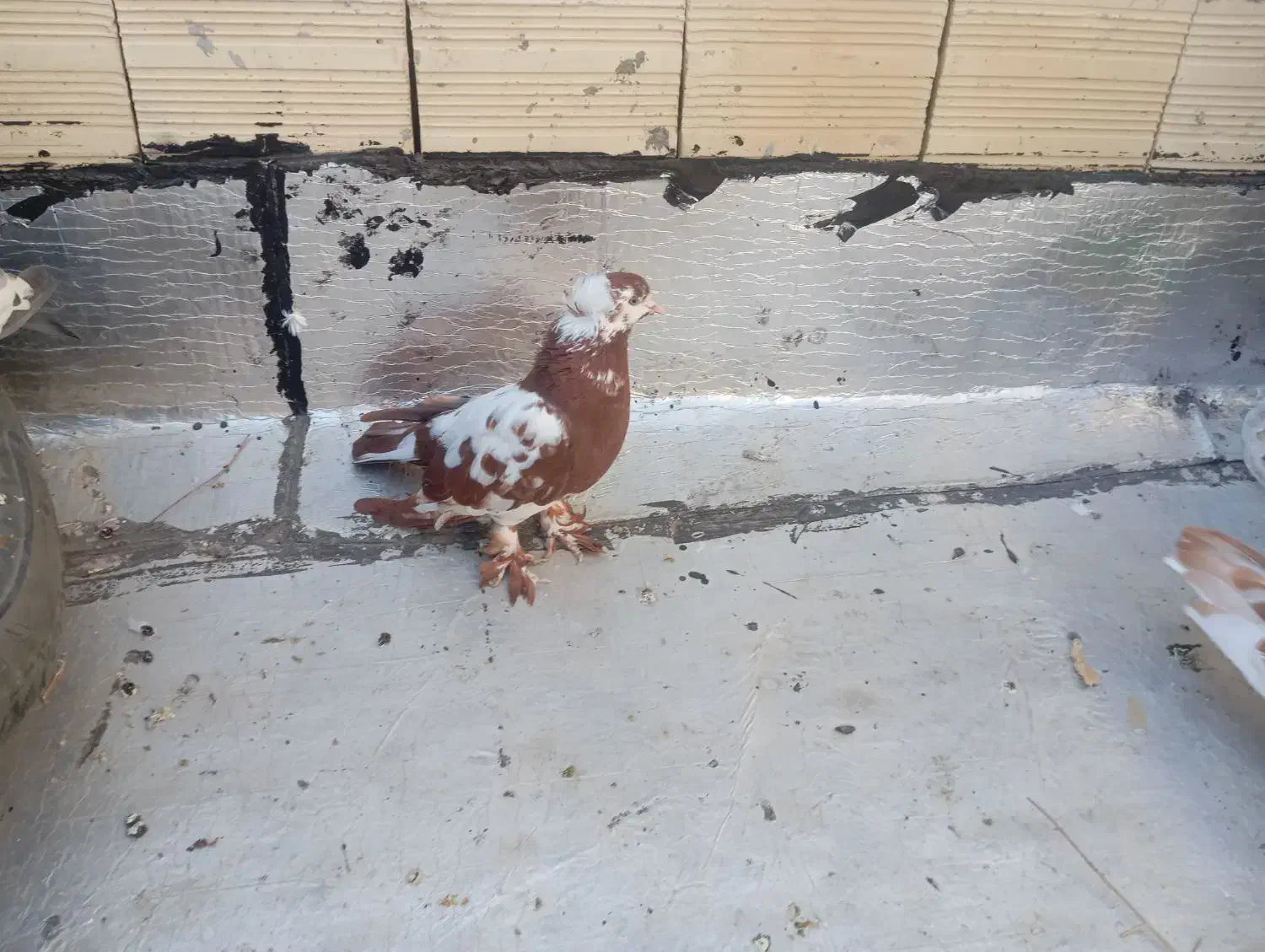 دوعدد چیتی نر|پرنده|اردبیل, |دیوار