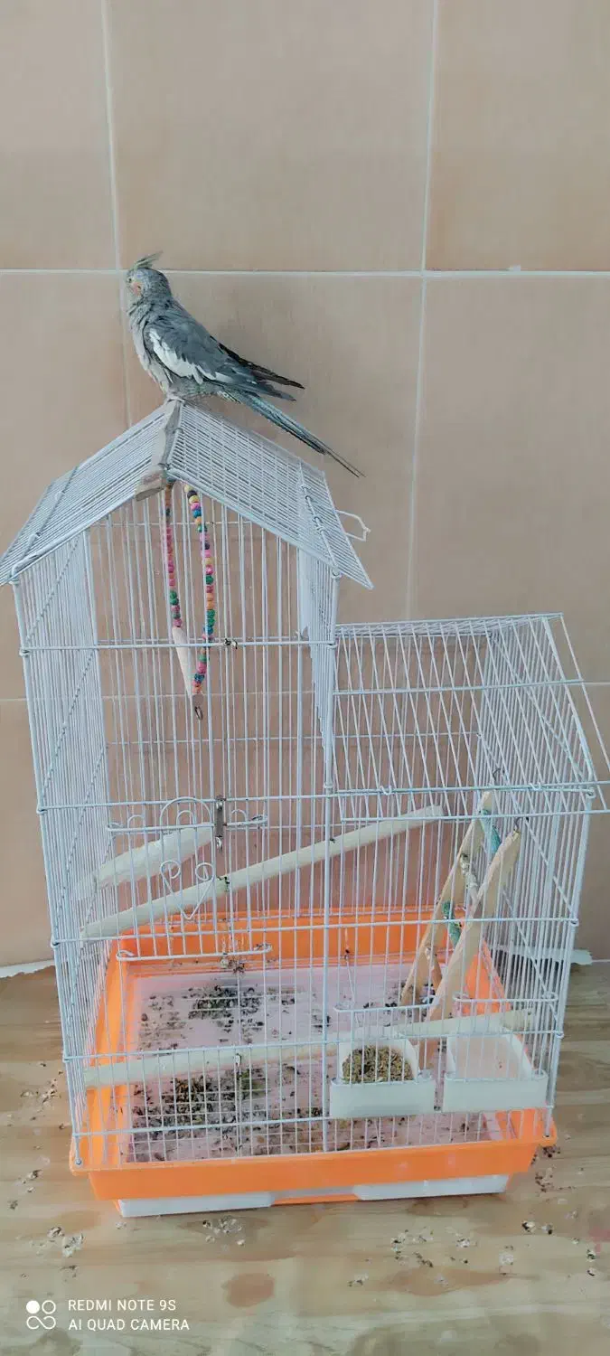 عروس هلندی رام با قفس ووسایل|پرنده|کرمان, |دیوار