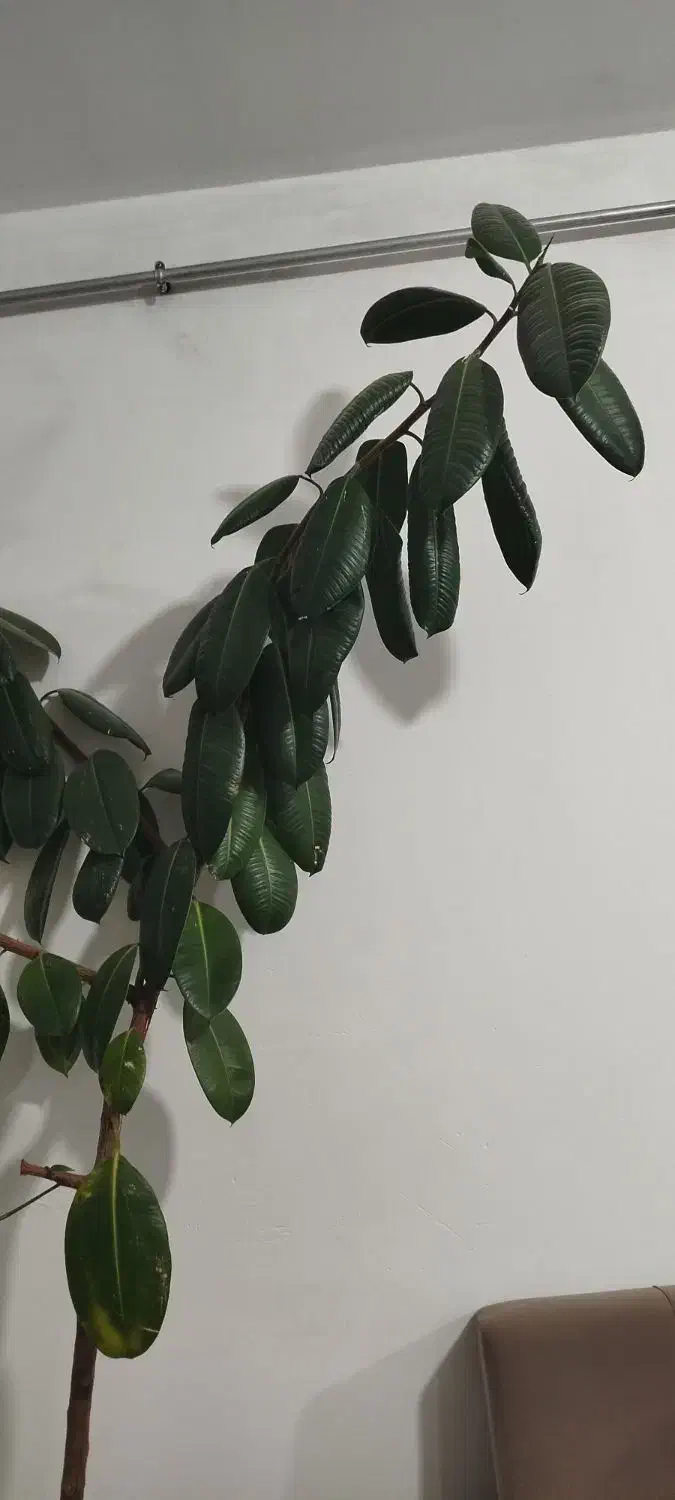 گل در راه رو یا هال|گل و گیاه طبیعی|سقز, |دیوار