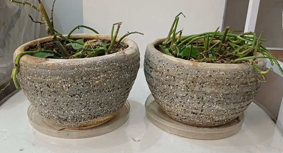 گلدان های سفالی|گل و گیاه طبیعی|قدس, شهر‌قدس|دیوار