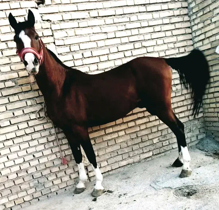 اسب عرب نریان خالص|اسب و تجهیزات اسبسواری|سرخه حصار, |دیوار