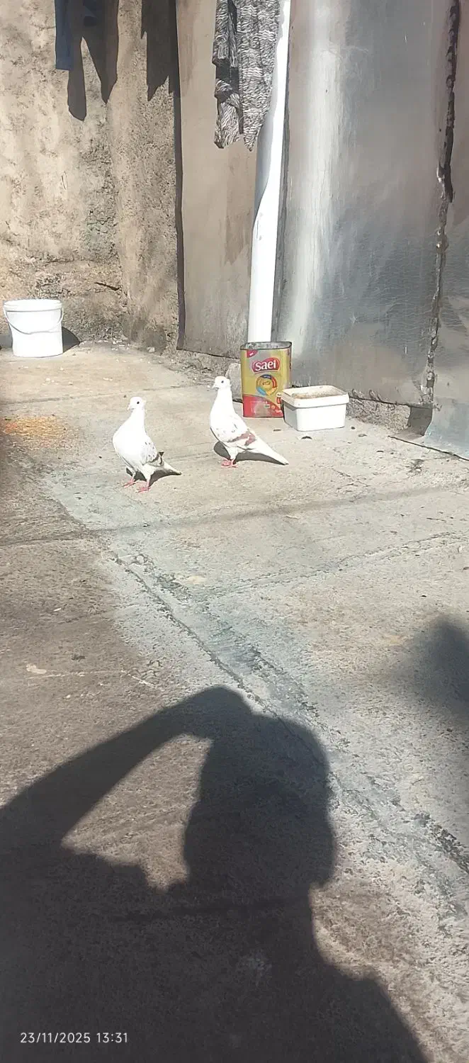 کبوتر|پرنده|الشتر, |دیوار