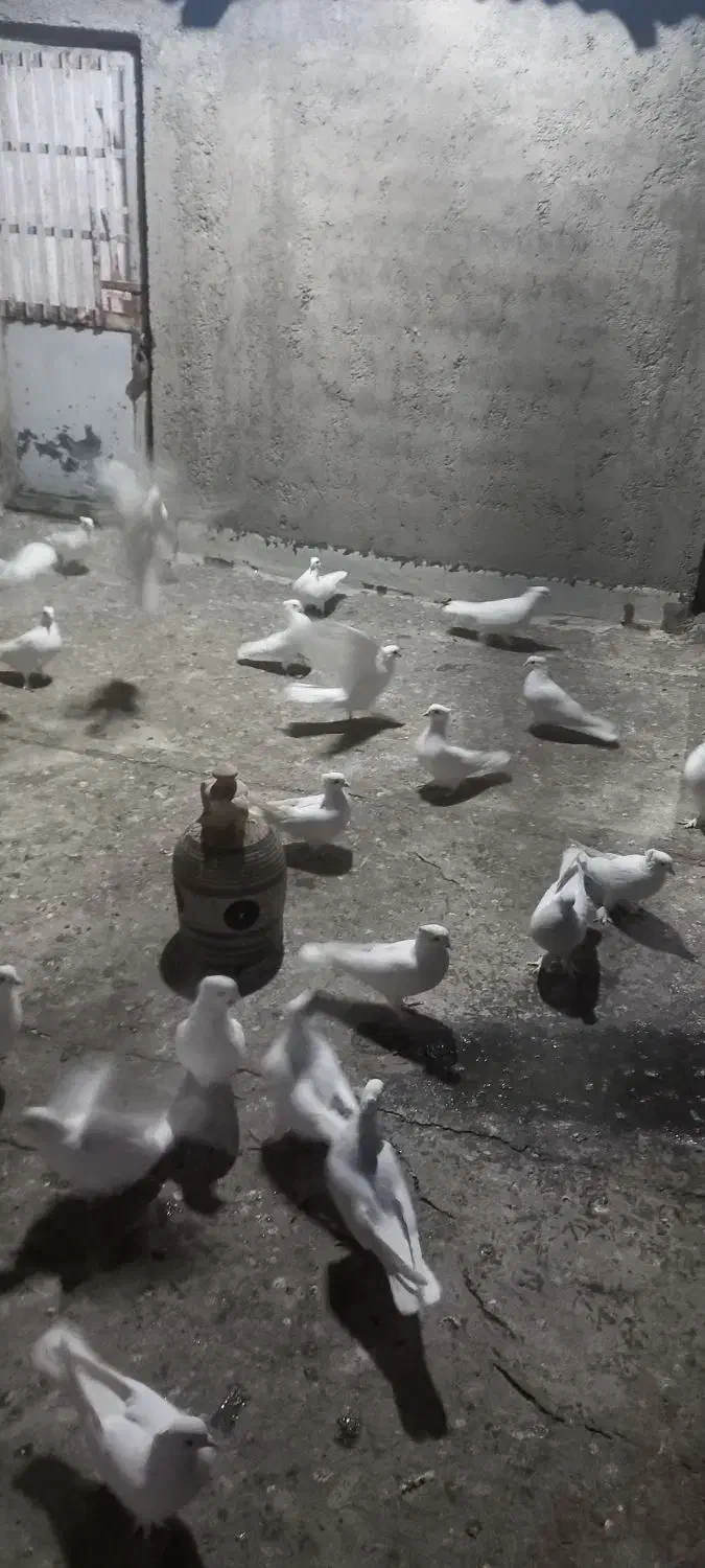 سفید کاکلی تیپ|پرنده|کهک, |دیوار