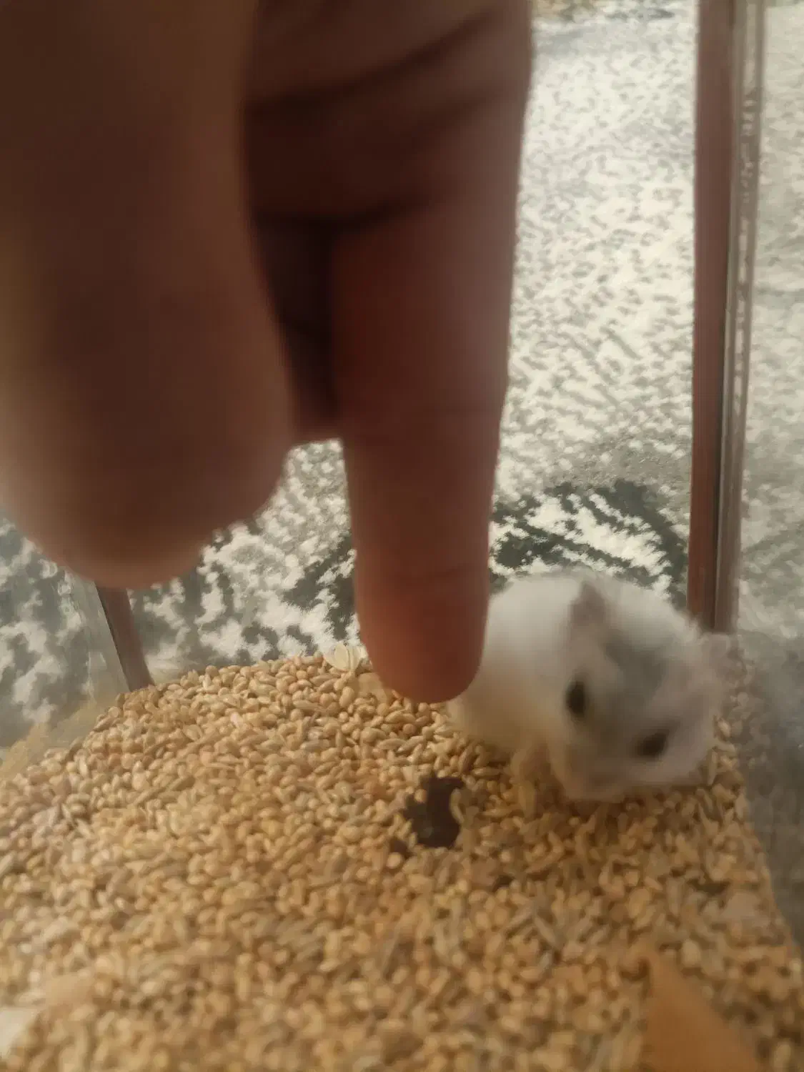 همسر کوچیک نژاد خارجی وارداتی|موش و خرگوش|قرچک, میرزائی شمالی|دیوار