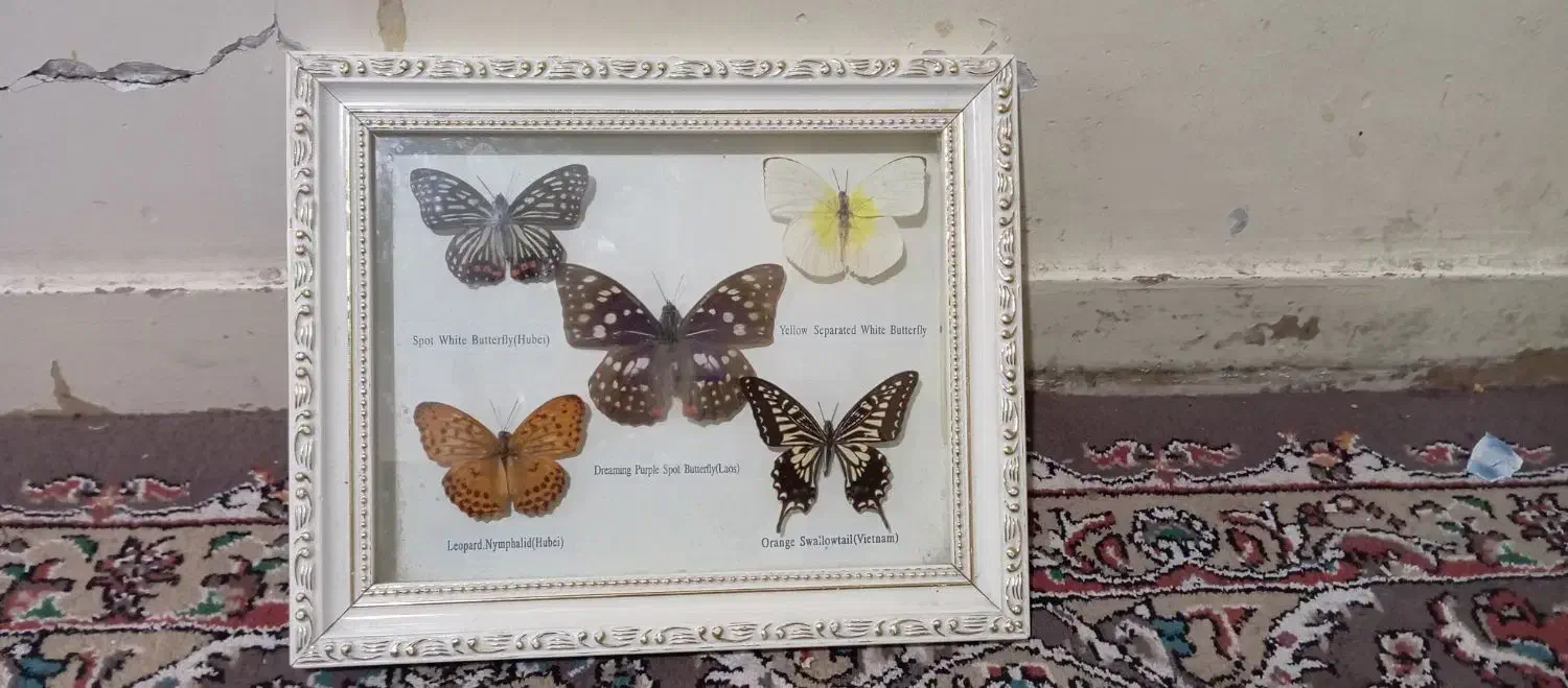 تابلو پروانه واقعی|تابلو، نقاشی، عکس|تهران, مختاری|دیوار